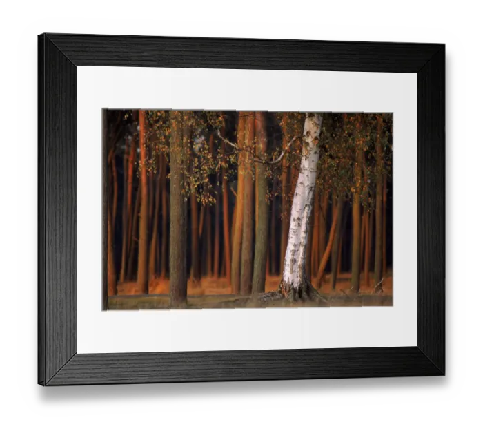 Framed Print : Silver birch tree {Betula verrucosa} at edge of pine wood Kalmthout, Belgium Framed Print : Silver birch tree {Betula verrucosa} at edge of pine wood Kalmthout, Belgium