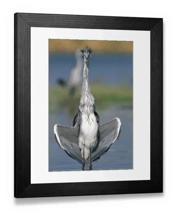 Framed Print : Grey heron {Ardea cinerea} Al Ansab, Oman