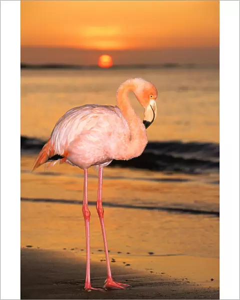 Greater flamingo at sunset on beach {Phoenicopterus ruber} Floreana Island Galapagos