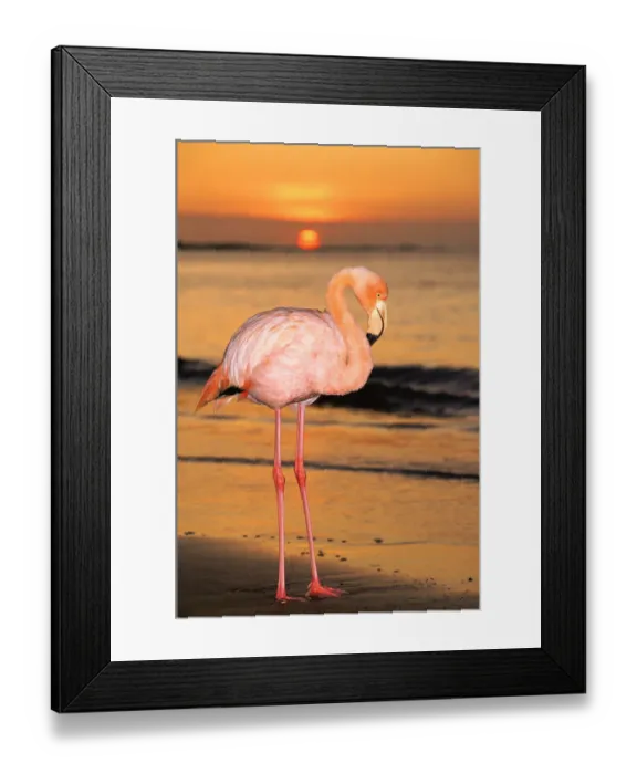 Framed Print : Greater flamingo at sunset on beach {Phoenicopterus ruber} Floreana Island Galapagos Framed Print : Greater flamingo at sunset on beach {Phoenicopterus ruber} Floreana Island Galapagos