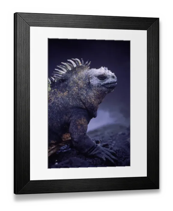 Framed Print : Marine iguana {Amblyrhynchus cristatus} Fernandina Is, Galapagos Islands, Ecuador Framed Print : Marine iguana {Amblyrhynchus cristatus} Fernandina Is, Galapagos Islands, Ecuador