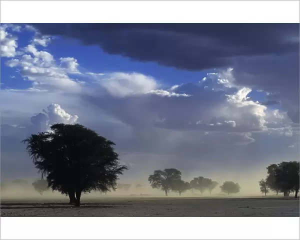 Dust storm Kalahari Gemsbok NP South Africa, summer