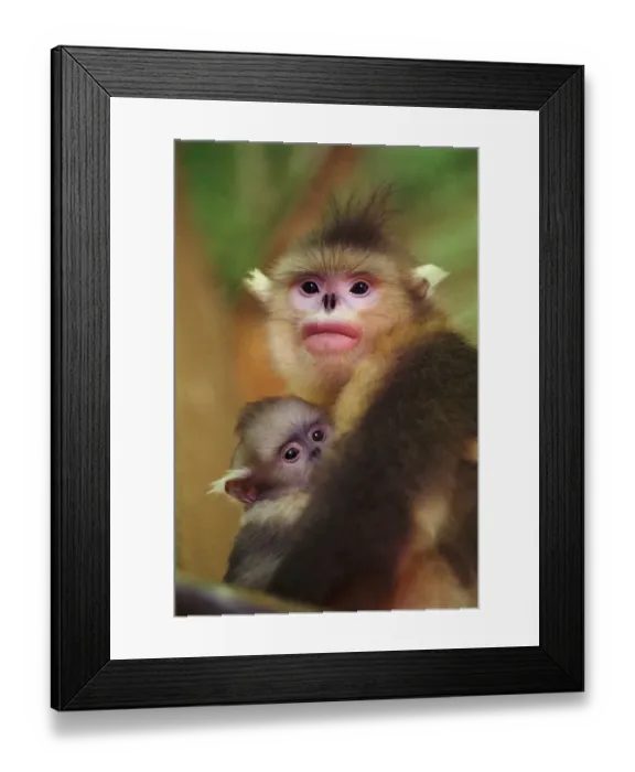 Framed Print : Yunnan snub nosed monkey female with baby, {Rhinopithecus bieti} Yunnan, China Framed Print : Yunnan snub nosed monkey female with baby, {Rhinopithecus bieti} Yunnan, China