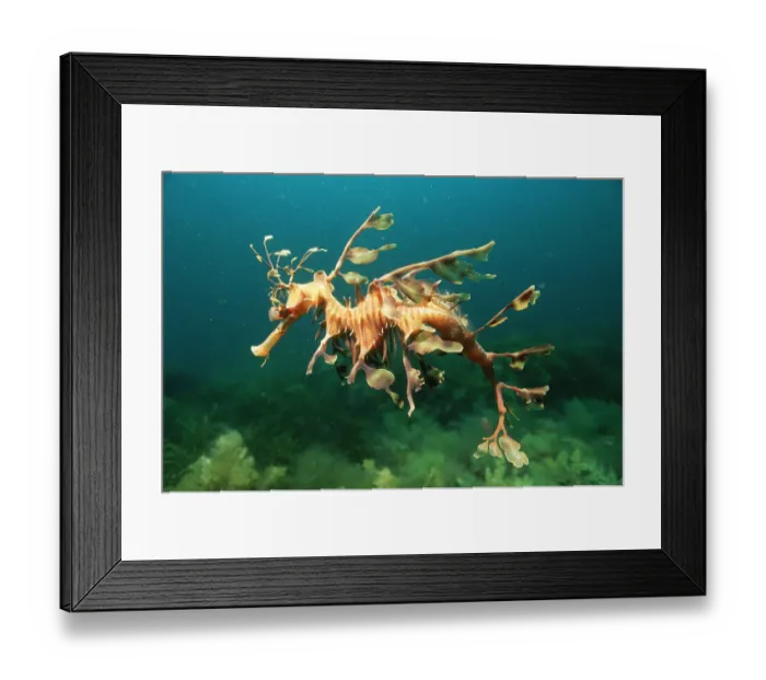 Framed Print : Leafy seadragon male {Phycodurus eques} Australia Framed Print : Leafy seadragon male {Phycodurus eques} Australia