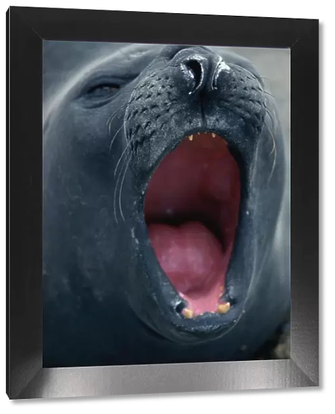 Southern elephant seal {Mirounga leonina} female defensive threat display, Valdez