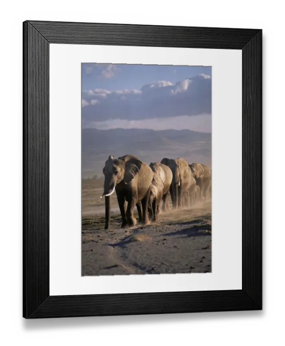 Framed Print : African elephant (Loxodonta africana) herd walking in line, female matriach at the front Framed Print : African elephant (Loxodonta africana) herd walking in line, female matriach at the front