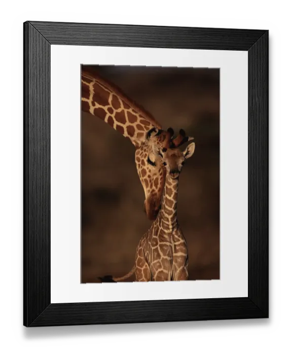 Framed Print : Reticulated giraffe with young, Samburu GR, Kenya Framed Print : Reticulated giraffe with young, Samburu GR, Kenya