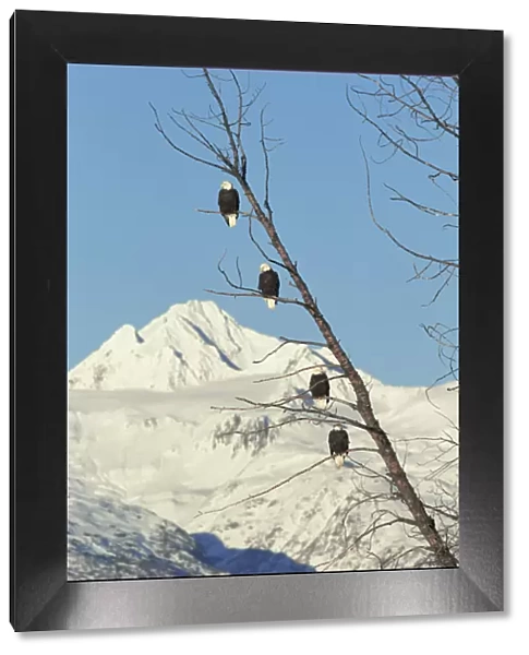 Four American bald eagles perched in tree{Haliaeetus leucocephalus} Chilkat, Alaska, USA
