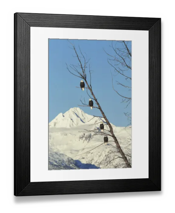 Framed Print : Four American bald eagles perched in tree{Haliaeetus leucocephalus} Chilkat, Alaska, USA Framed Print : Four American bald eagles perched in tree{Haliaeetus leucocephalus} Chilkat, Alaska, USA