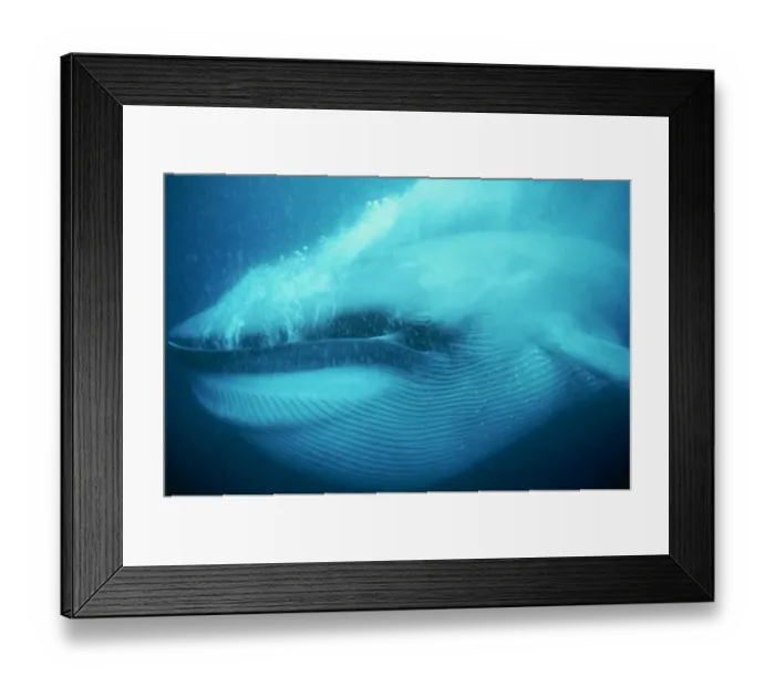 Framed Print : Blue whale underwater close-up of head and mouth, Mexico Framed Print : Blue whale underwater close-up of head and mouth, Mexico