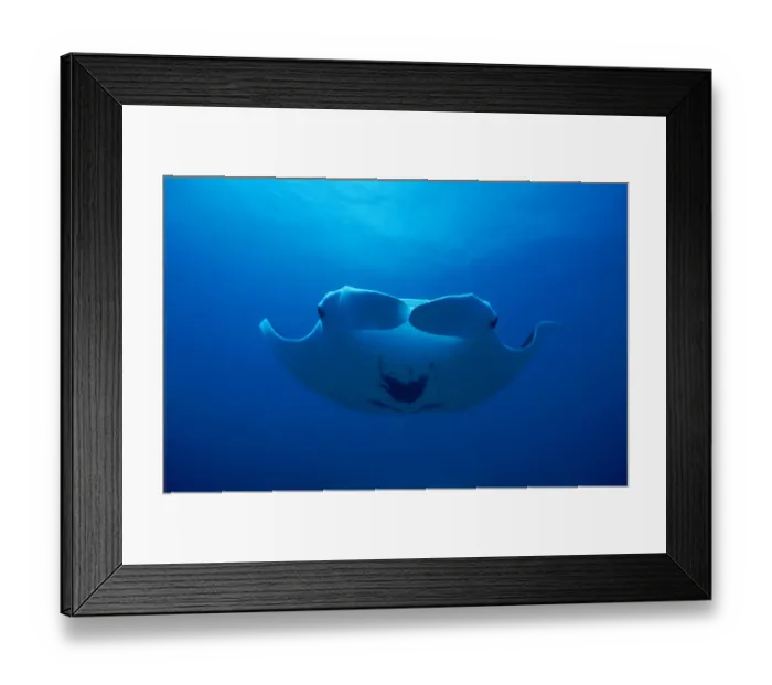 Framed Print : Underside view of Manta Ray {Manta birostris} Mexico Framed Print : Underside view of Manta Ray {Manta birostris} Mexico