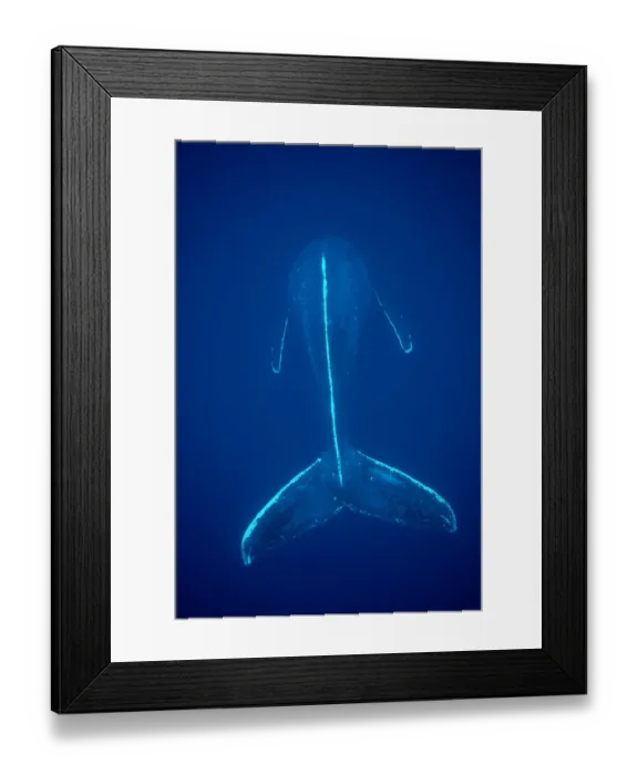 Framed Print : Humpback Whale {Megaptera novaeangliae} Mexico Framed Print : Humpback Whale {Megaptera novaeangliae} Mexico