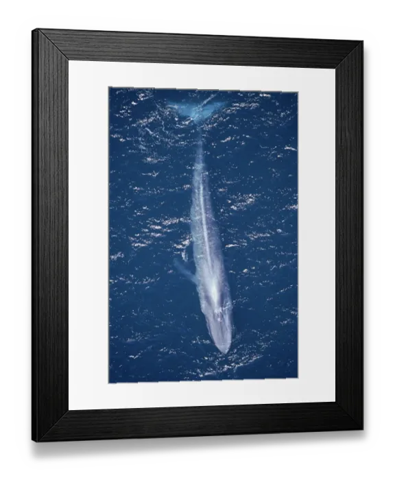 Framed Print : Aerial shot of Blue whale swimming at surface {Balaenoptera musculus}, Pacific Mexico Framed Print : Aerial shot of Blue whale swimming at surface {Balaenoptera musculus}, Pacific Mexico
