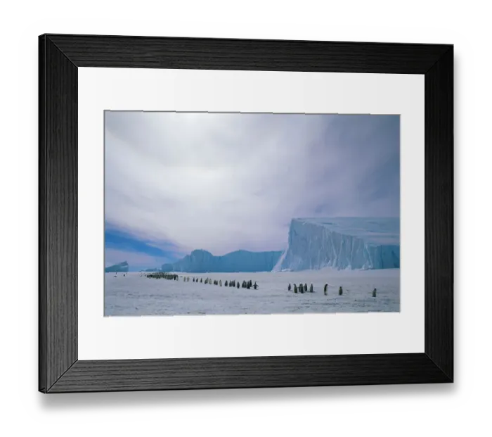 Framed Print : Emperor penguin adults and chicks going to colony {Aptenodytes forsteri} Auster EP rookery