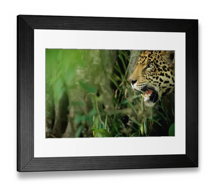 Framed Print : Jaguar {Panthera onca} head profile, captive Pantanal, Brazil Framed Print : Jaguar {Panthera onca} head profile, captive Pantanal, Brazil