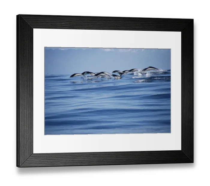 Framed Print : Southern right whale dolphins porpoising {Lissodelphis peronii} Kaikoura, New Zealand Framed Print : Southern right whale dolphins porpoising {Lissodelphis peronii} Kaikoura, New Zealand