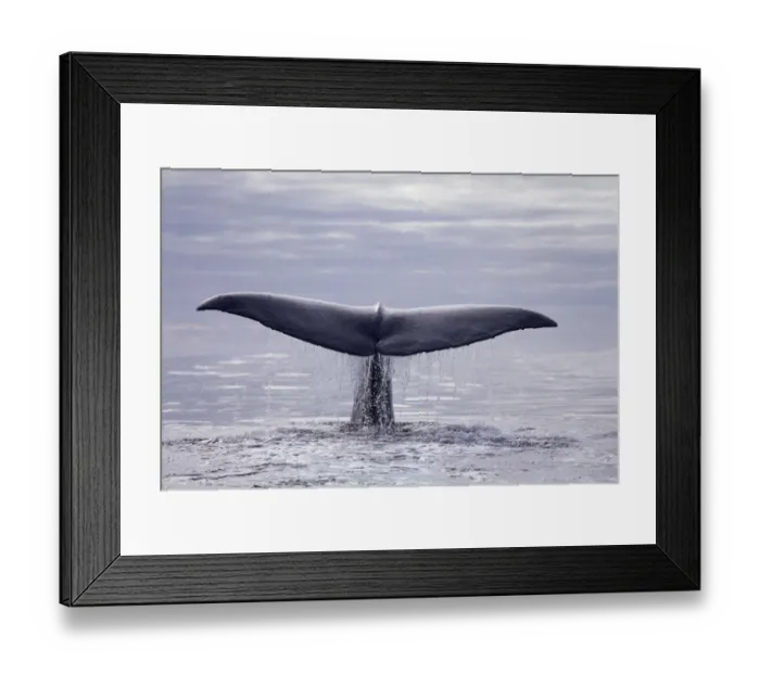 Framed Print : Tail fluke of diving Sperm whale {Physeter macrocephalus} Kaikoura, New Zealand, Pacific Framed Print : Tail fluke of diving Sperm whale {Physeter macrocephalus} Kaikoura, New Zealand, Pacific