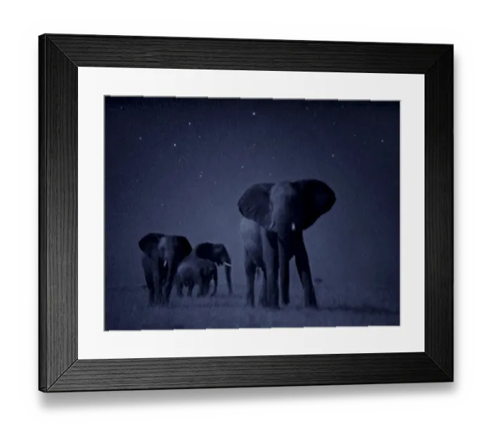 Framed Print : African elephant herd {Loxodonta africana} at night, Masai Mara Framed Print : African elephant herd {Loxodonta africana} at night, Masai Mara