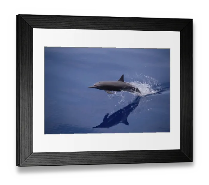 Framed Print : Eastern spinner dolphin {Stenella longirostris orientalis} W Mexico, Pacific Framed Print : Eastern spinner dolphin {Stenella longirostris orientalis} W Mexico, Pacific