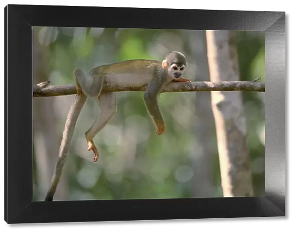 Common squirrel monkey {Saimiri sciureus} Manaus, Brazil