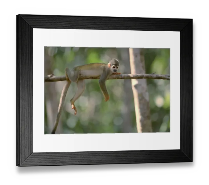 Framed Print : Common squirrel monkey {Saimiri sciureus} Manaus, Brazil Framed Print : Common squirrel monkey {Saimiri sciureus} Manaus, Brazil