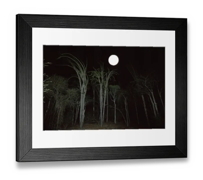 Framed Print : Moon rise over Spiny Forest, Andohahela, Southern Madagascar Framed Print : Moon rise over Spiny Forest, Andohahela, Southern Madagascar