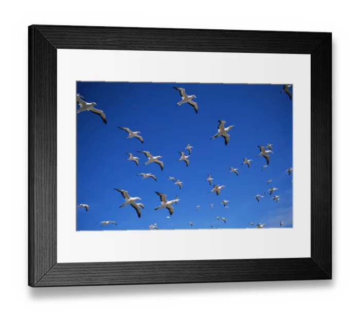 Framed Print : Australian gannets in flight {Morus serrator} Australia Framed Print : Australian gannets in flight {Morus serrator} Australia