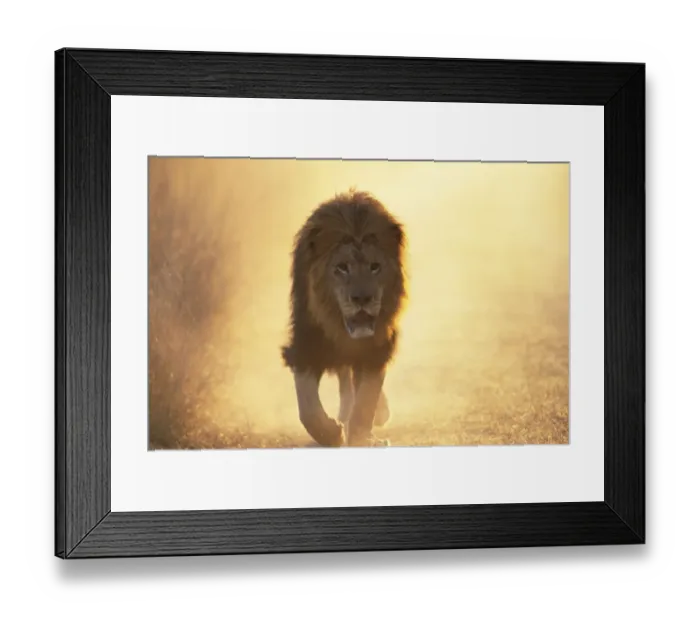 Framed Print : Male Lion walking towards camera {Panthera leo} Masai Mara, Kenya Framed Print : Male Lion walking towards camera {Panthera leo} Masai Mara, Kenya