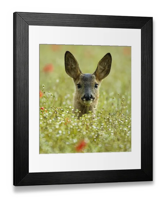 Framed Print : Female Roe deer {Capreolus capreolus} head portrait in flowering field, England, UK Framed Print : Female Roe deer {Capreolus capreolus} head portrait in flowering field, England, UK
