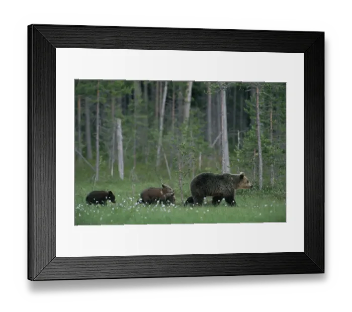 Framed Print : Female European Brown bear with cubs following {Ursus arctos} Lapland Finland Framed Print : Female European Brown bear with cubs following {Ursus arctos} Lapland Finland