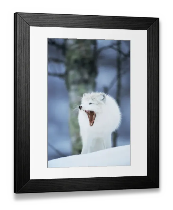 Framed Print : Arctic fox yawning {Vulpes lagopus} Norway captive Framed Print : Arctic fox yawning {Vulpes lagopus} Norway captive