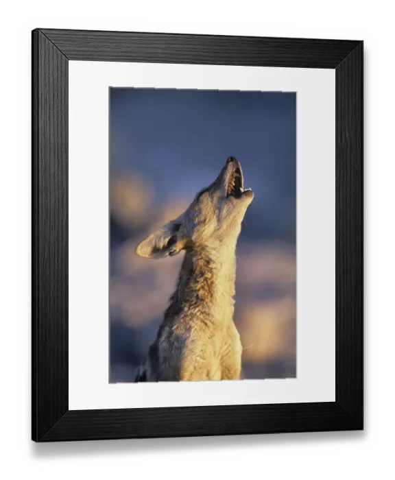 Framed Print : Black backed jackal {Canis mesomelas} howling, Etosha NP, Namibia Framed Print : Black backed jackal {Canis mesomelas} howling, Etosha NP, Namibia