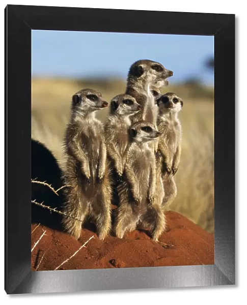 Meerkat family standing on guard {Suricata suricatta} Tswalu Kalahari Reserve, South