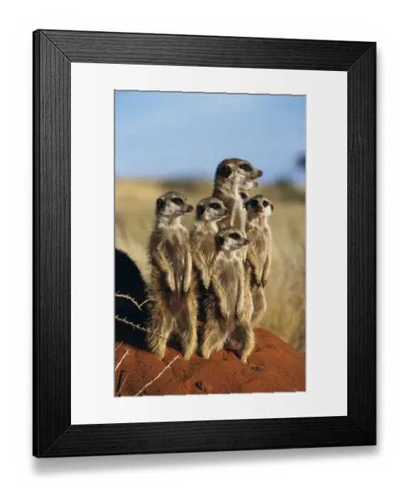 Framed Print : Meerkat family standing on guard {Suricata suricatta} Tswalu Kalahari Reserve, South Framed Print : Meerkat family standing on guard {Suricata suricatta} Tswalu Kalahari Reserve, South