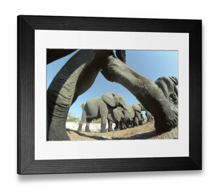 Framed Print : Wide angle shot of Elephant herd taken with remote control camera during filming
