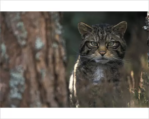 Wild cat in pine forest {Felis silvestris} Cairngorms NP, Scotland, UK