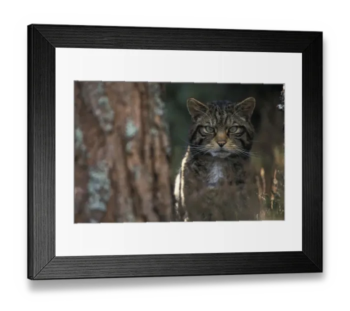 Framed Print : Wild cat in pine forest {Felis silvestris} Cairngorms NP, Scotland, UK Framed Print : Wild cat in pine forest {Felis silvestris} Cairngorms NP, Scotland, UK