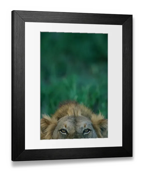 Framed Print : Top of male Lions head {Panthera leo} Selous Game Reserve, Tanzania