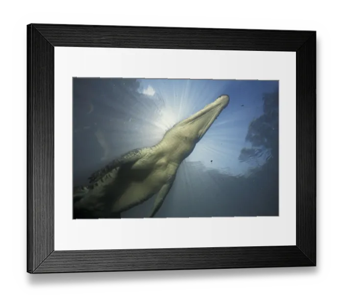 Framed Print : Saltwater crocodile underwater {Crocodylus porosus} Kakadu NP, NT, Australia Framed Print : Saltwater crocodile underwater {Crocodylus porosus} Kakadu NP, NT, Australia