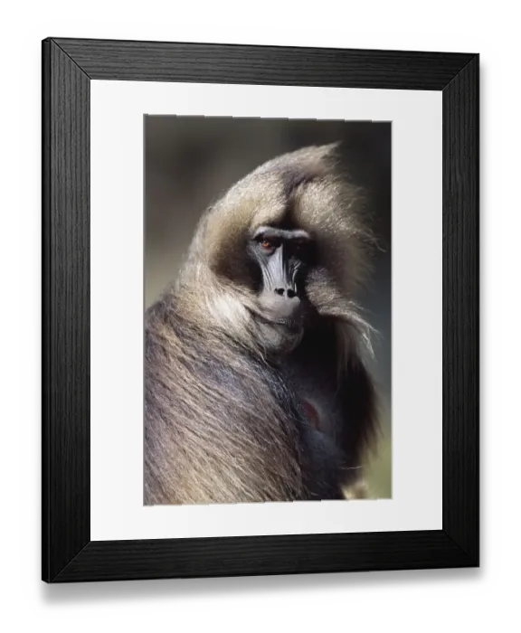 Framed Print : Gelada baboon mature male portrait with wind blown hair (Theropithecus gelada) Simien Mountains NP Framed Print : Gelada baboon mature male portrait with wind blown hair (Theropithecus gelada) Simien Mountains NP