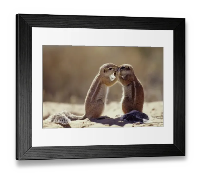 Framed Print : Cape ground squirrel kissing {Xerus inauris} Kgalagadi TP, South Africa Framed Print : Cape ground squirrel kissing {Xerus inauris} Kgalagadi TP, South Africa