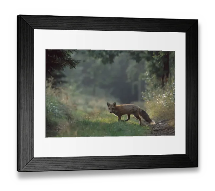 Framed Print : Young Red fox crossing forest track {Vulpes vulpes} Czech republic Framed Print : Young Red fox crossing forest track {Vulpes vulpes} Czech republic