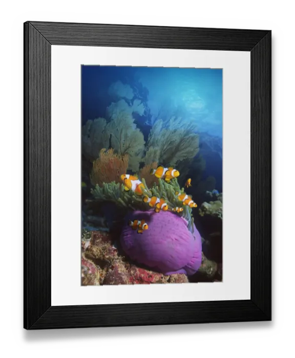 Framed Print : False clown anemonefish {Amphiprion ocellaris} in anemone. Andaman sea. Digital Framed Print : False clown anemonefish {Amphiprion ocellaris} in anemone. Andaman sea. Digital