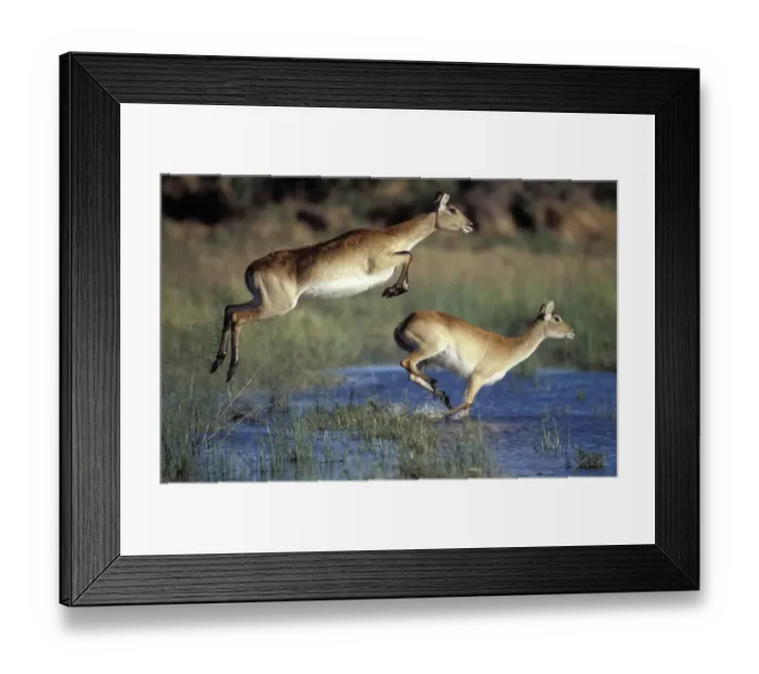 Framed Print : Red lechwe pair running & jumping in swamp {Kobus leche}. Khwai river, Moremi GR Framed Print : Red lechwe pair running & jumping in swamp {Kobus leche}. Khwai river, Moremi GR