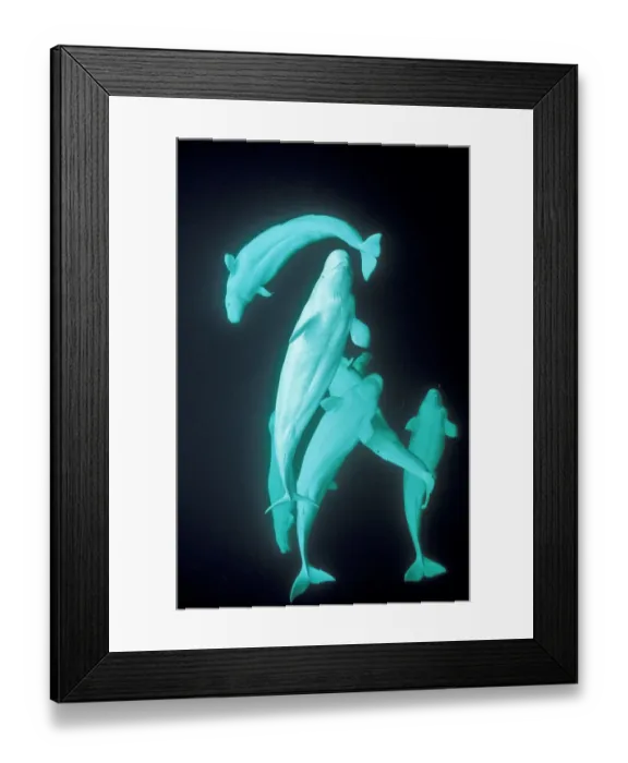 Framed Print : White whales (Beluga) underwater Arctic Framed Print : White whales (Beluga) underwater Arctic