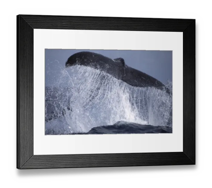 Framed Print : Humpback whale lobtailing {Megaptera novaengliae} Dominican Republic, Caribbean Framed Print : Humpback whale lobtailing {Megaptera novaengliae} Dominican Republic, Caribbean