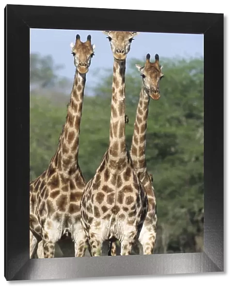 Three Giraffe {Giraffa camelopardalis} Kruger NP, South Africa