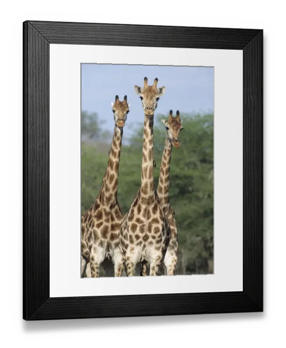 Framed Print : Three Giraffe {Giraffa camelopardalis} Kruger NP, South Africa Framed Print : Three Giraffe {Giraffa camelopardalis} Kruger NP, South Africa