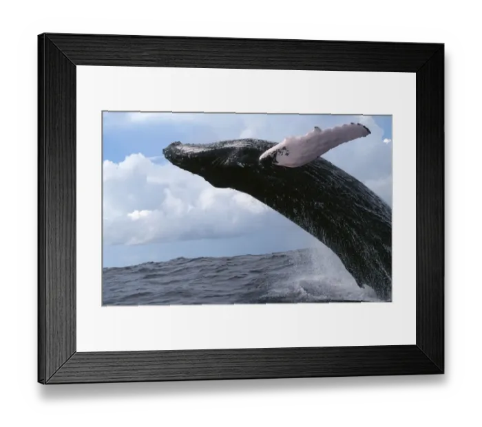 Framed Print : Humpback whale breaching {Megaptera novaengliae} Dominican Republic, Caribbean Framed Print : Humpback whale breaching {Megaptera novaengliae} Dominican Republic, Caribbean