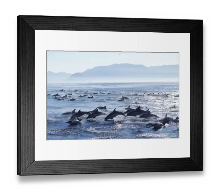 Framed Print : Large school of Common dolphins feed on Sardines, False Bay, W Cape,s Africa {Delphinus